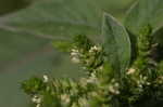 Smooth amaranth <BR>Smooth pigweed